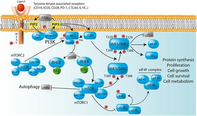 “Immune TOR-opathies,” a Novel Disease Entity in Clinical Immunology